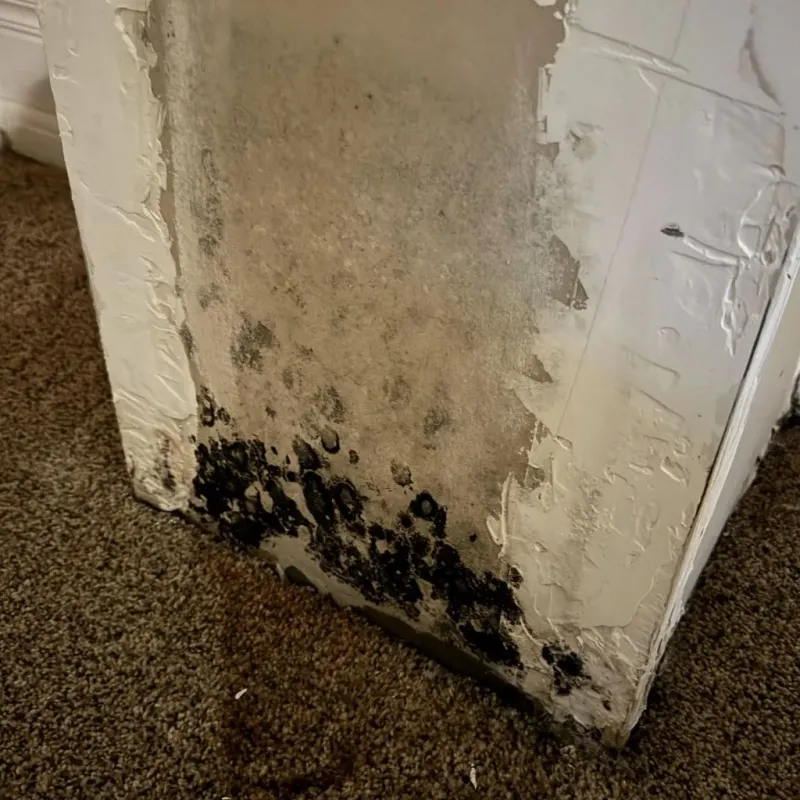 Professional Mold Removal in Cumberland County, TN